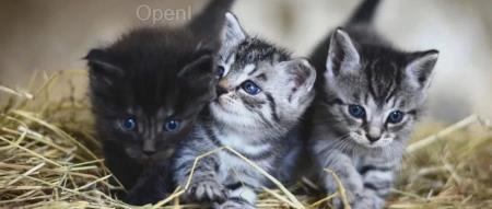 AI“宫斗”再起！盈利困难、投资人撕裂CEO，Stable Diffusion背后公司寻求收购揭幕