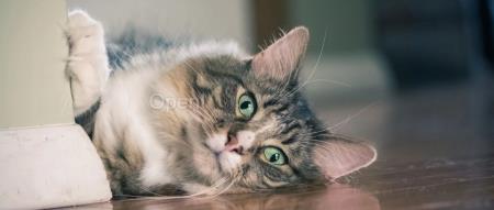 OpenAI Q* 谣言怎么回事？