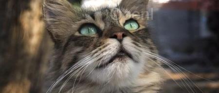 Sam Altman 表示仍未彻底走出阴影：曾考虑拒绝重返OpenAI，被解职事件不愿详谈