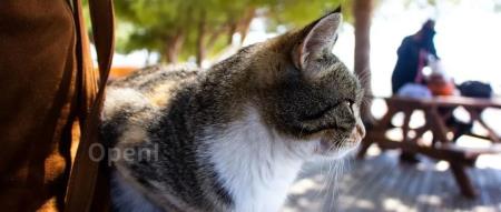 GitHub Universe 2023发布重大更新，重构程序开发格局