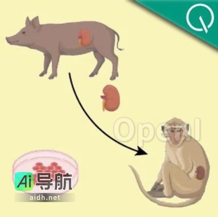 猴子成功接受移植猪肾存活两年！Nature刊文披露跨物种器官移植最新成果