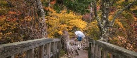 金融落地大模型需”专业型”选手，不同的选手有不同的用途