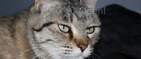 两天升级上千Java应用，Amazon Q生成式AI能否胜任？