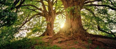 DeepMind 最新 AI 项目揭秘：可操控多领域机器人，计划向公众开放数据集