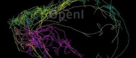 《Nature》发现新型脑细胞：具有保护中枢神经系统能力