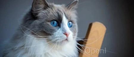 23岁创造百万用户开源软件，IT奇才11年后离开上市公司