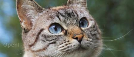 Leetcode不再适用：AI时代面试需彻底转变！