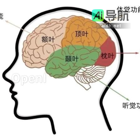 从分子到思维：神经科学探寻认知活动