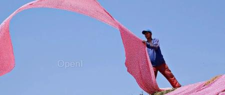 ChatGPT问世后，我决定绝不让后代从事程序员这个职业